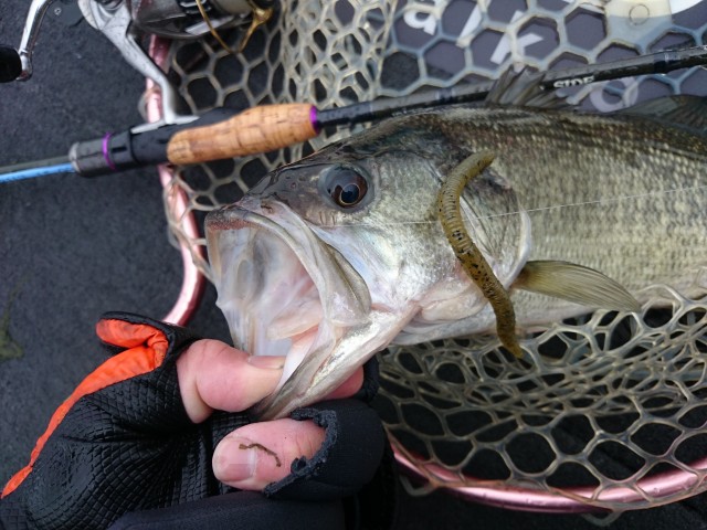 truth hiramura ブログ写真 2016/03/09