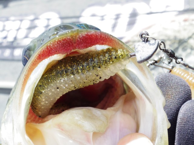 truth hiramura ブログ写真 2016/03/11