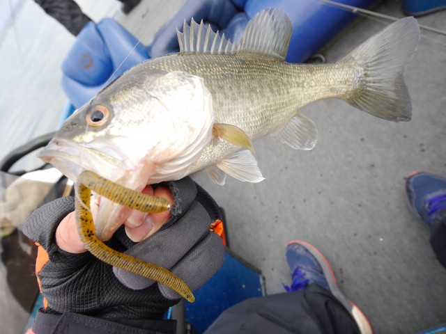 truth hiramura ブログ写真 2016/03/28