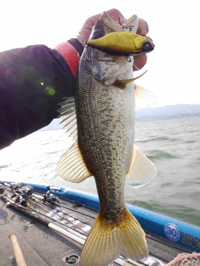 truth hiramura ブログ写真 2016/04/12