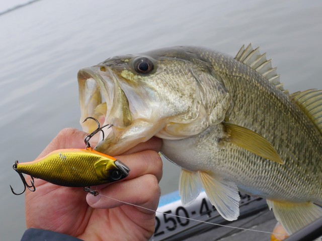 truth hiramura ブログ写真 2016/04/19