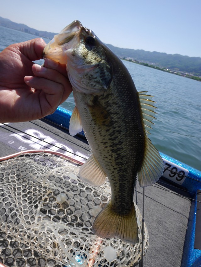 truth hiramura ブログ写真 2016/05/13