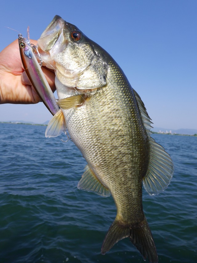 truth hiramura ブログ写真 2016/05/20