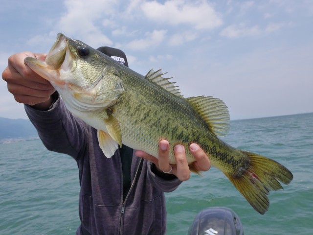 truth hiramura ブログ写真 2016/06/06