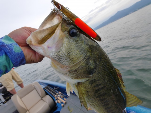 truth hiramura ブログ写真 2016/06/09