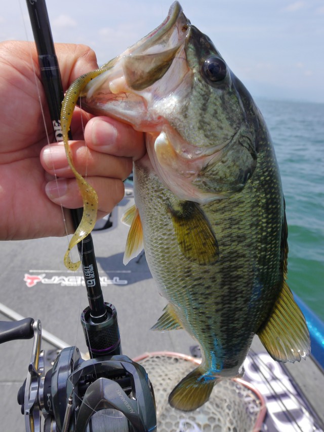 truth hiramura ブログ写真 2016/06/09