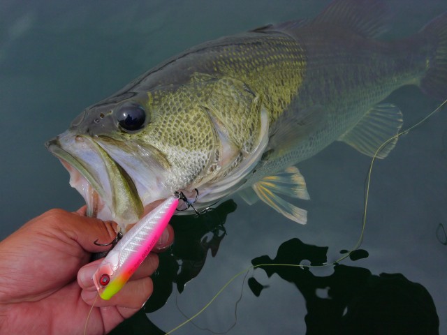 truth hiramura ブログ写真 2016/06/10