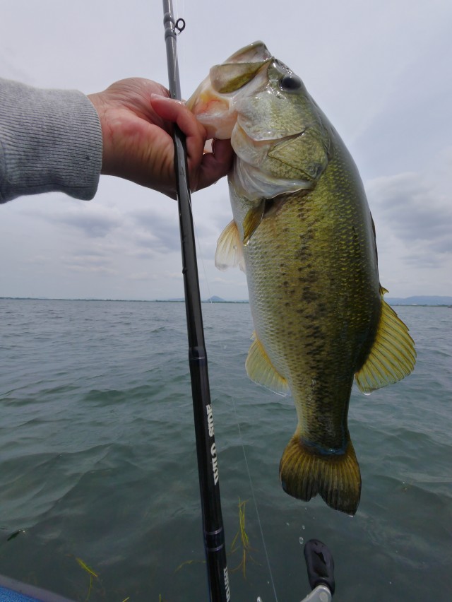 truth hiramura ブログ写真 2016/06/11