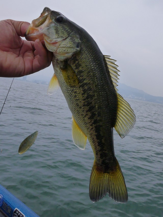 truth hiramura ブログ写真 2016/06/18