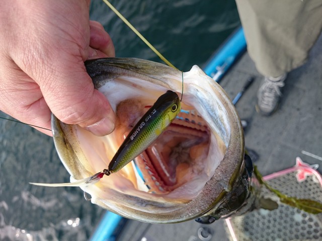 truth hiramura ブログ写真 2016/06/22