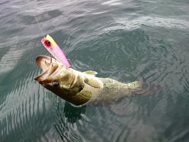 truth hiramura ブログ写真 2016/06/22