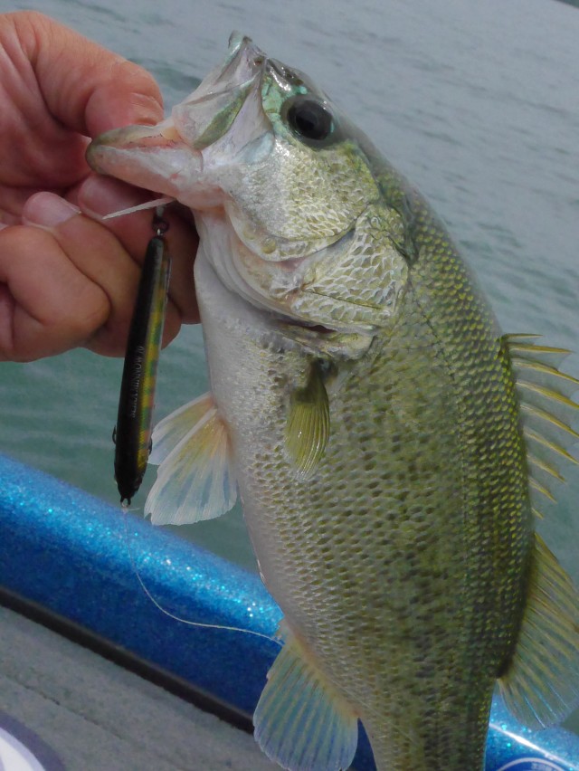 truth hiramura ブログ写真 2016/06/22