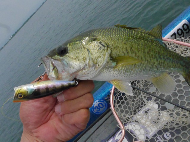 truth hiramura ブログ写真 2016/06/22