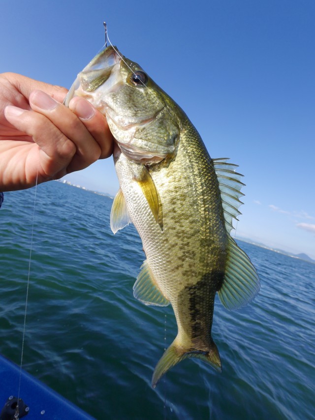 truth hiramura ブログ写真 2016/06/24