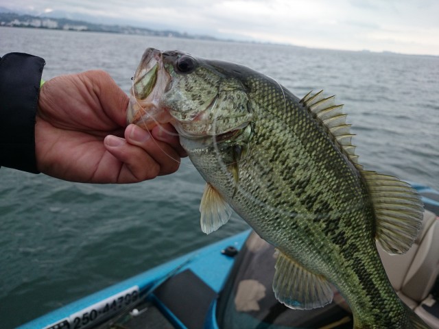 truth hiramura ブログ写真 2016/06/25