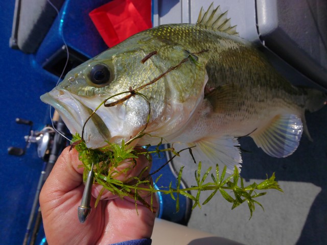 truth hiramura ブログ写真 2016/08/04