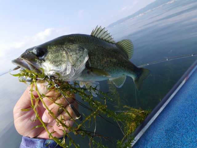 truth hiramura ブログ写真 2016/08/05