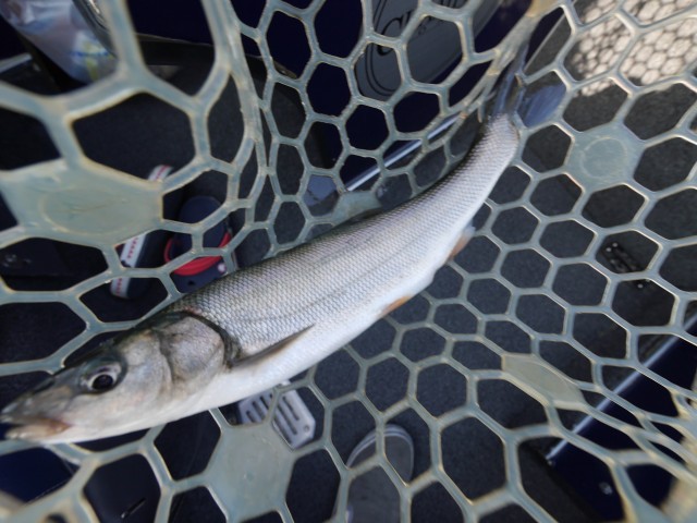 truth hiramura ブログ写真 2016/08/20