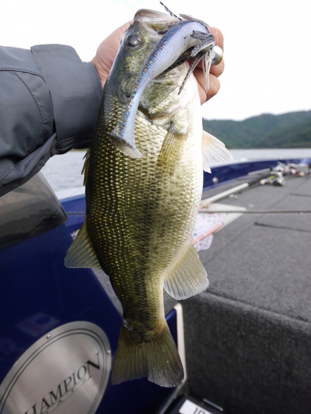 truth hiramura ブログ写真 2016/10/14