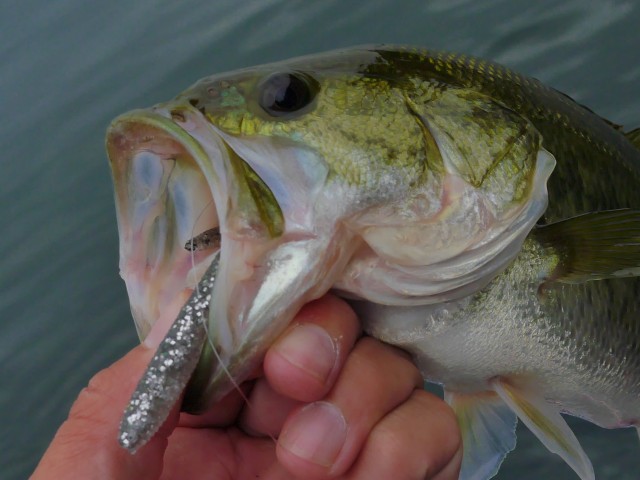 truth hiramura ブログ写真 2016/11/08