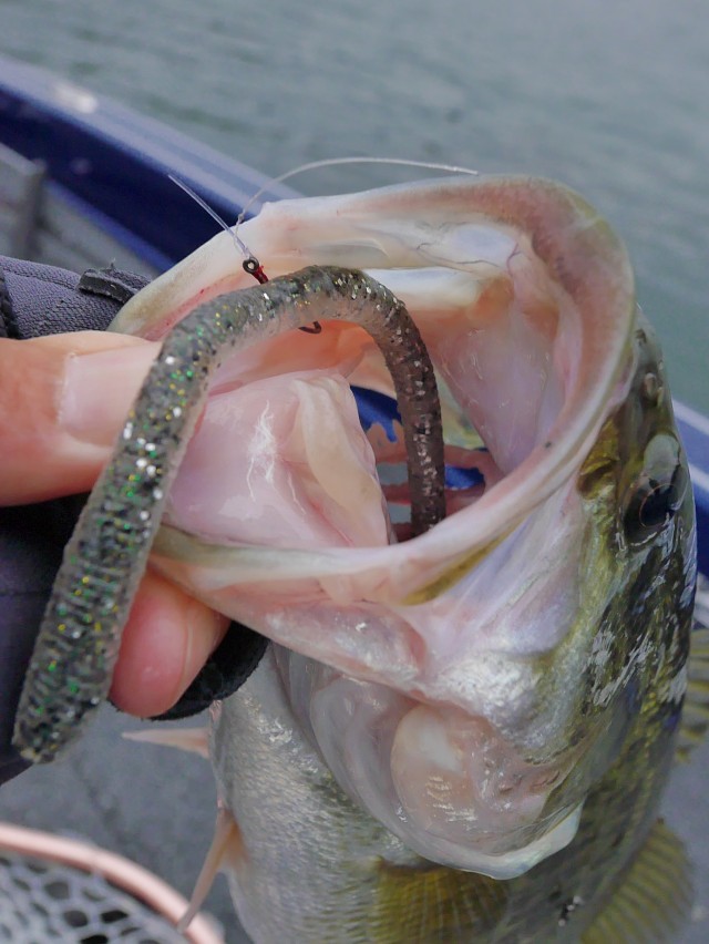 truth hiramura ブログ写真 2016/11/08