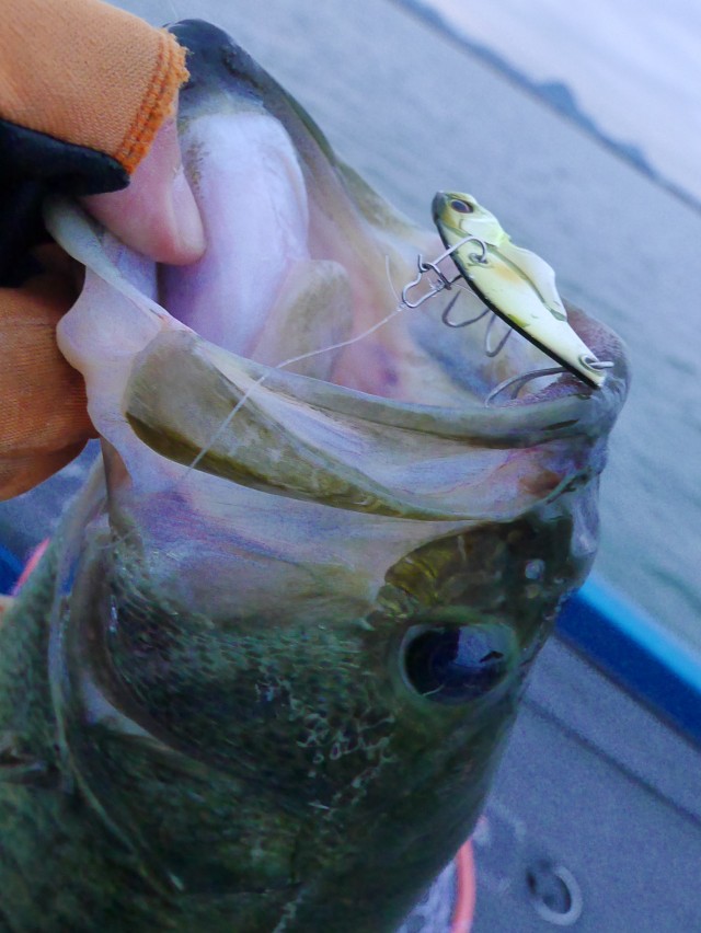 truth hiramura ブログ写真 2016/11/11