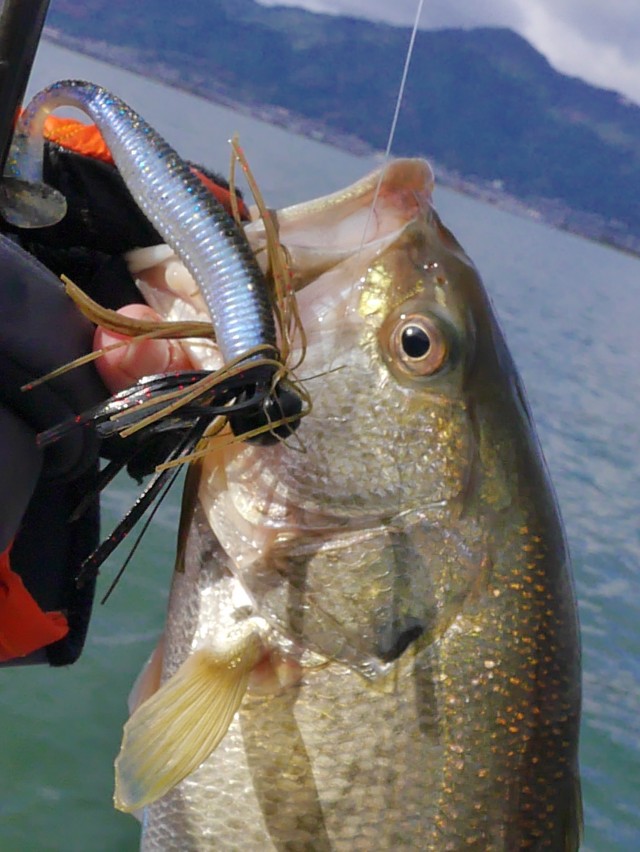 truth hiramura ブログ写真 2016/12/10