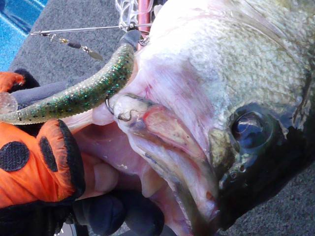 truth hiramura ブログ写真 2016/12/23