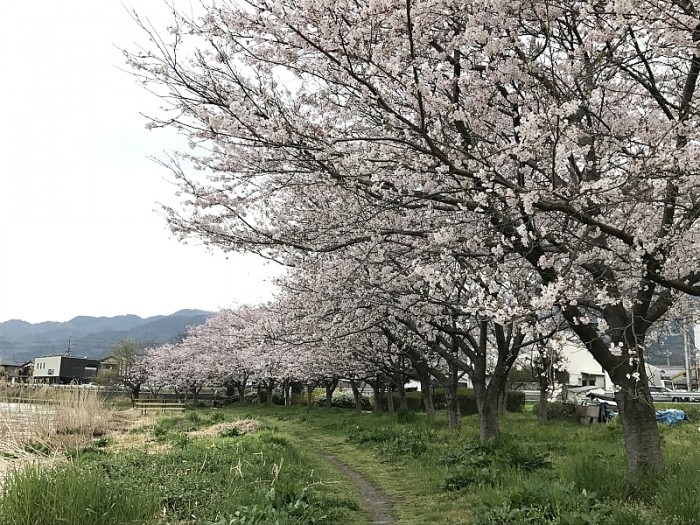 truth  ブログ写真 2017/04/11