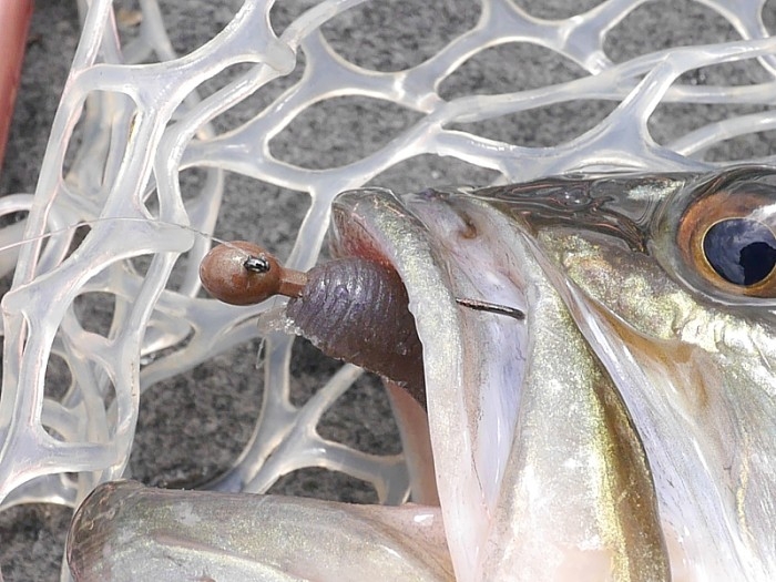 truth  ブログ写真 2017/04/12