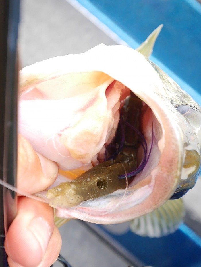 truth  ブログ写真 2017/05/25