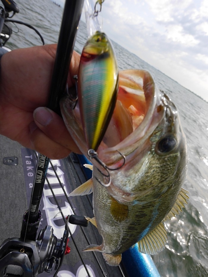 truth  ブログ写真 2017/06/02