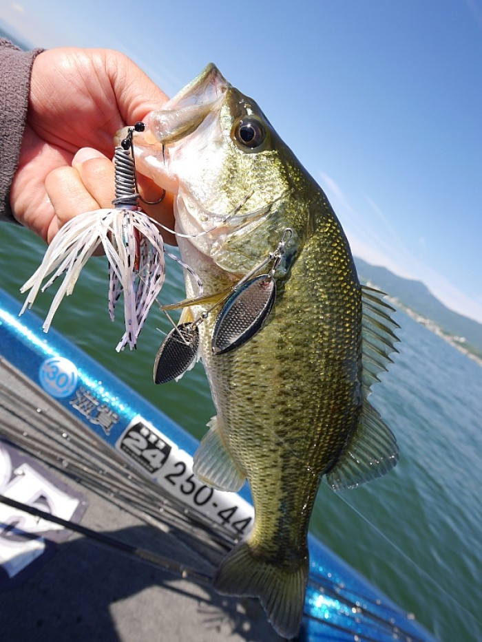 truth  ブログ写真 2017/06/06