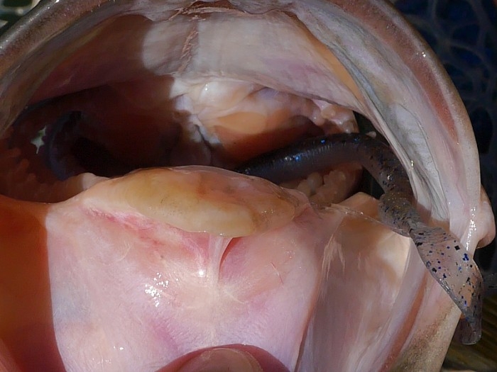 truth  ブログ写真 2017/06/06