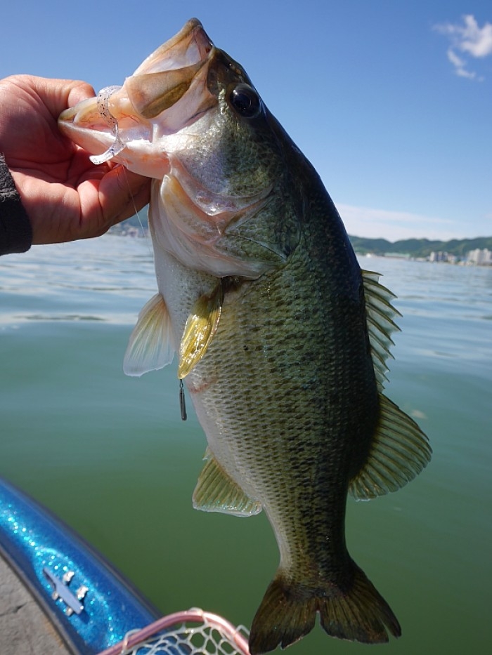 truth  ブログ写真 2017/06/06