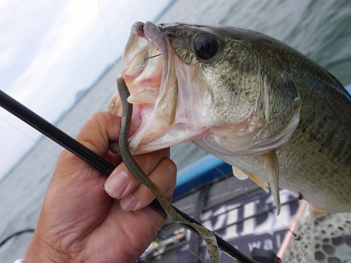 truth  ブログ写真 2017/06/27