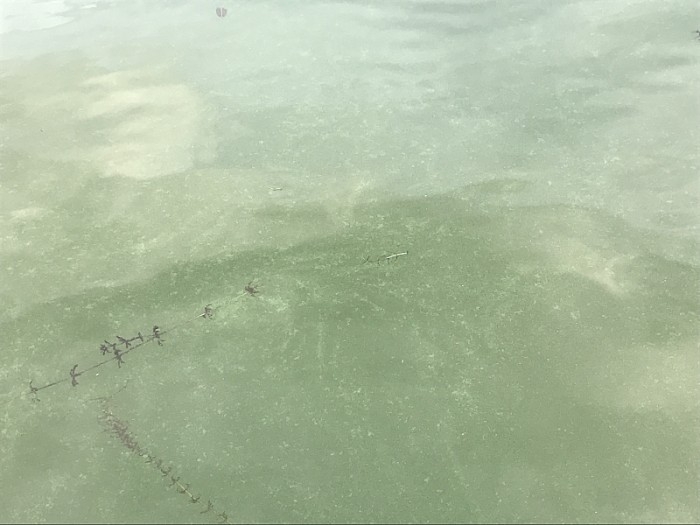 truth ブログ写真 2017/07/18