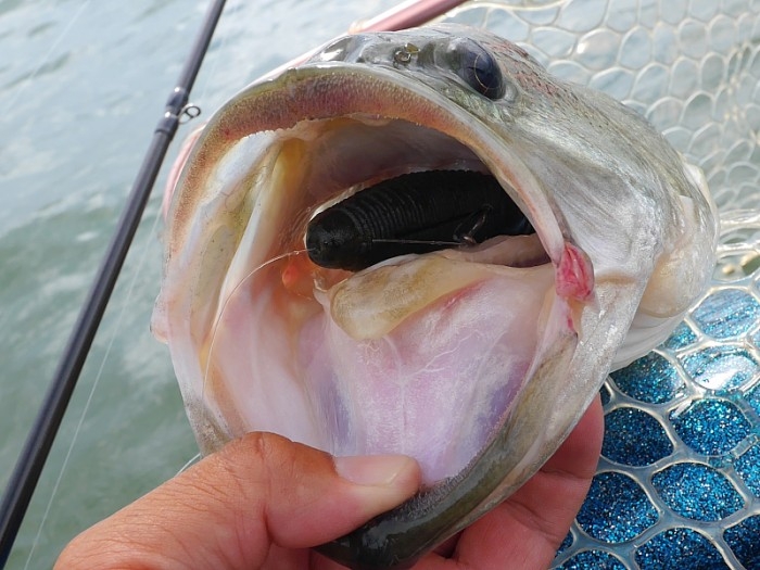 truth ブログ写真 2017/07/18