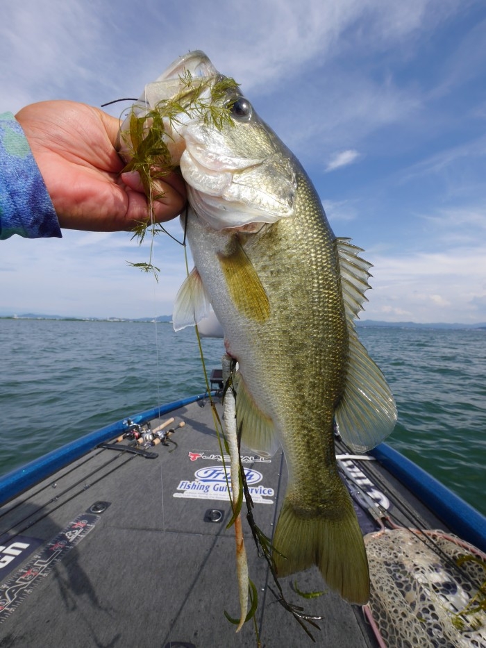 truth  ブログ写真 2017/08/01