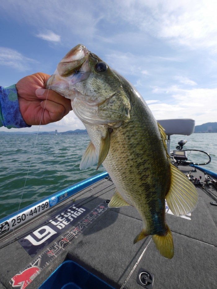 truth  ブログ写真 2017/08/01