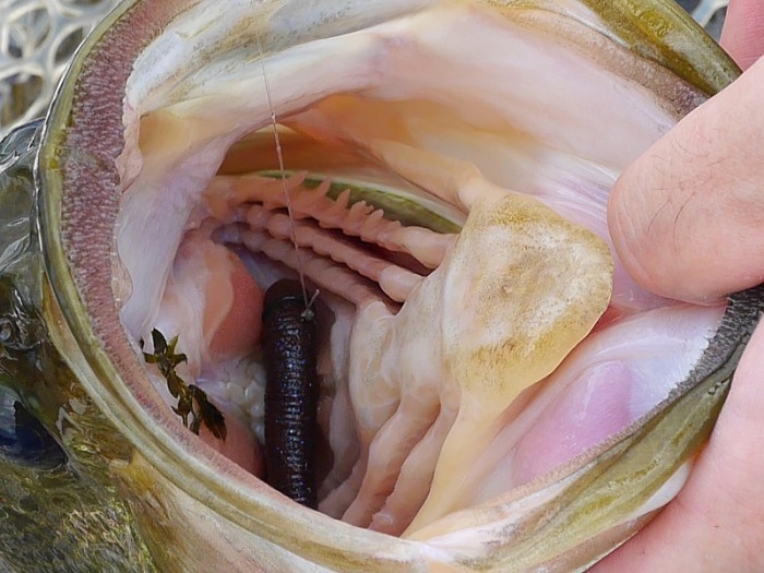 truth  ブログ写真 2017/08/05