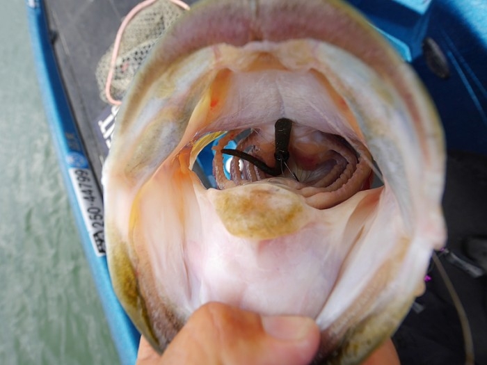 truth ブログ写真 2017/08/13