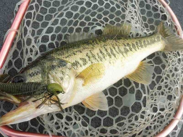 truth  ブログ写真 2017/04/16