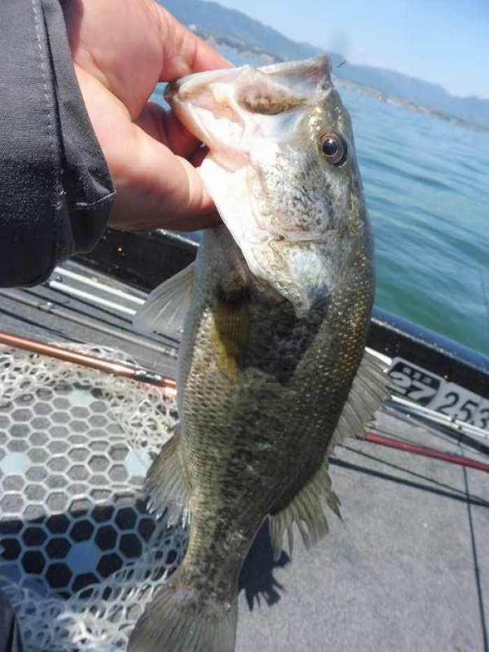 truth  ブログ写真 2017/04/23