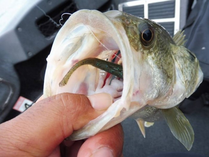 truth  ブログ写真 2017/05/06