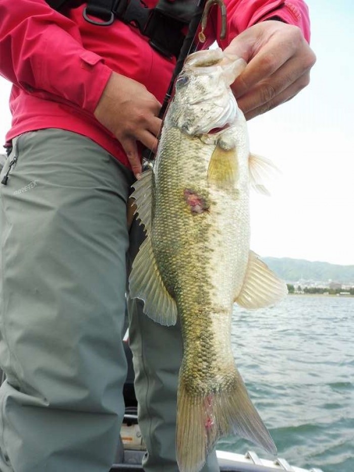 truth  ブログ写真 2017/05/11