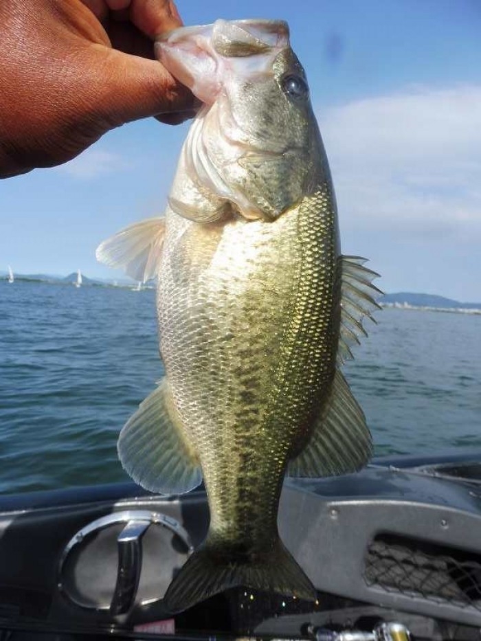 truth  ブログ写真 2017/06/11