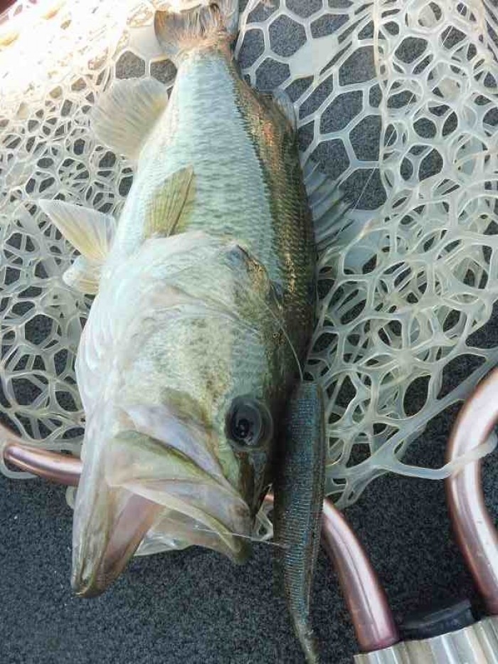 truth  ブログ写真 2017/06/17