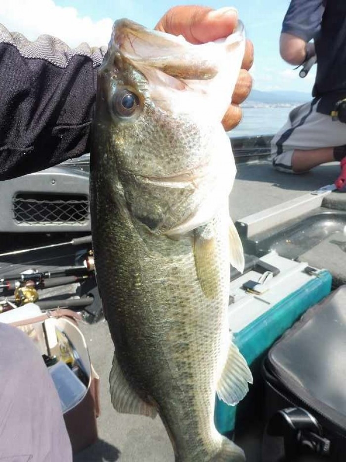 truth  ブログ写真 2017/08/02