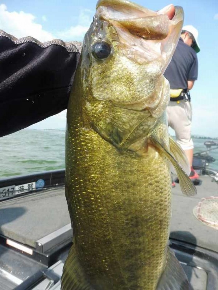 truth  繝悶Ο繧ｰ蜀咏悄 2017/08/02